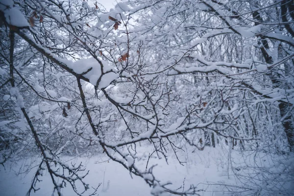 Floresta coberta de neve em um dia de inverno — Fotografia de Stock