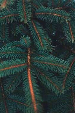 Arka plan Christmas kış ağaç Noel ağacı şube.