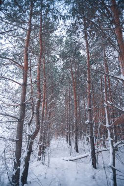 Karla kaplı orman bir kış gününde
