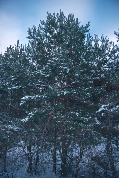 Paisaje invernal en un bosque de coníferas nevadas . — Foto de Stock