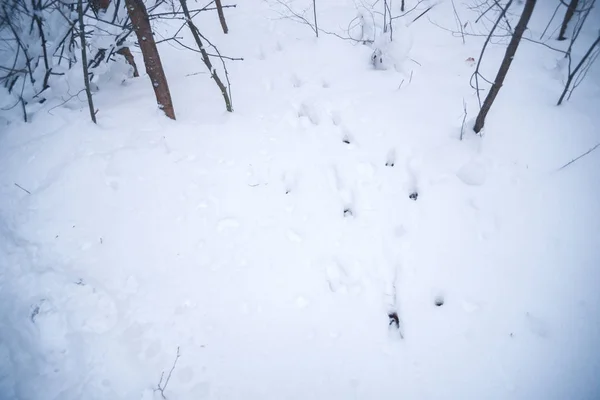 Besneeuwde bos op een winterdag — Stockfoto