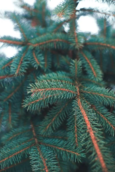 크리스마스 트리 분기 배경 크리스마스 겨울 나무. — 스톡 사진