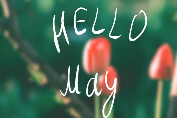 Tulpaner med en oskärpa med texten Hello, maj — Stockfoto