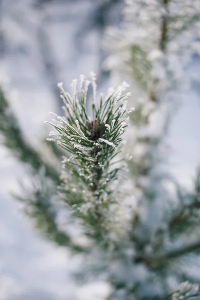 Ramos de árvore de Natal na neve em um dia ensolarado de inverno — Fotografia de Stock