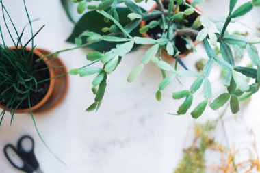 Beyaz zemin üzerinde bir tencerede pot.