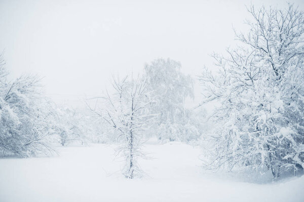 Winter snowfall in the village. Snowy collapse