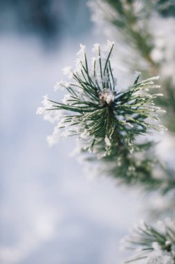 Noel ağacı dalları güneşli bir kış karda