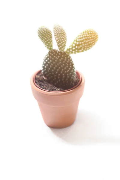 Cactus dans un pot isolé sur un fond blanc au soleil — Photo