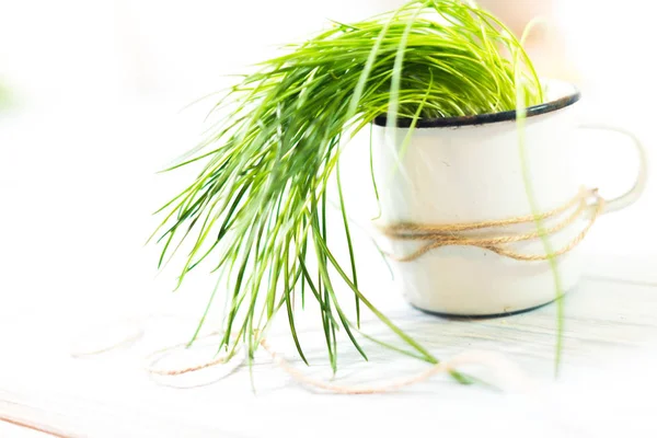 Becher mit Pflanze auf hölzernem Hintergrund — Stockfoto