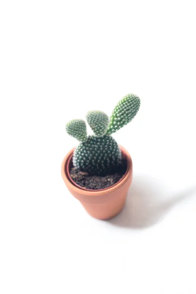 Cactus en una maceta aislada sobre fondo blanco. —  Fotos de Stock