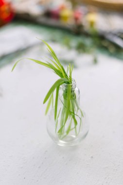 Bir cam lamba beyaz yeşil çim genç kaynaklanıyor