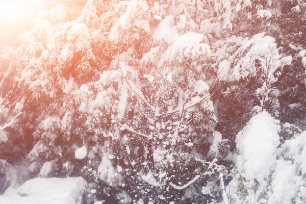 Зимний снегопад в деревне. Снежный коллапс
