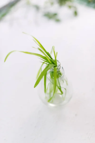 Молодые стебли зеленой травы в стеклянной лампе на белом — стоковое фото