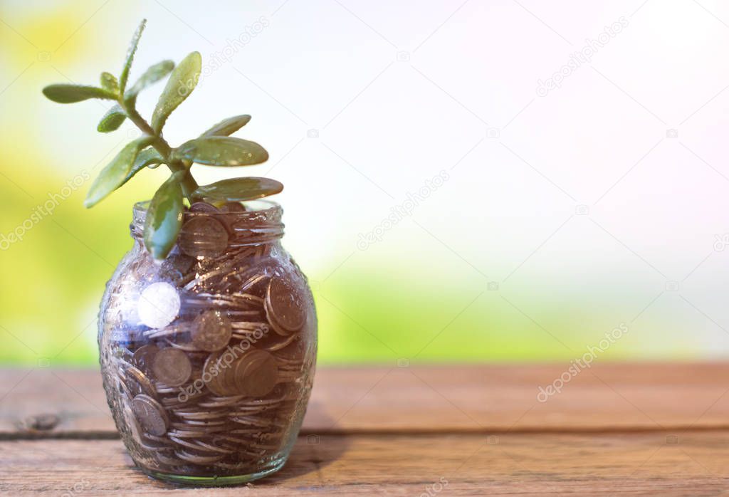 Money tree in a glass jar with coins on a blurred background of nature