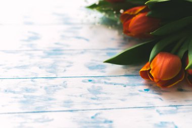 Çiçek açması Lale hafif ahşap arka plan üzerinde. Bahar arka plan, kavram