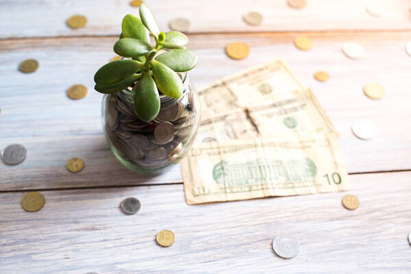 Money tree in a glass jar on a wooden background
