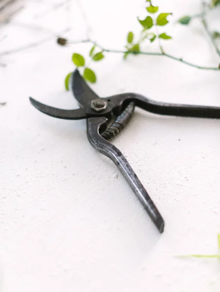 Tesoura de jardim em um fundo branco ramos de fábricas — Fotografia de Stock