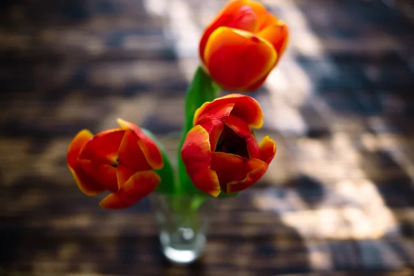 Floração tulipas vermelhas em um fundo de madeira em um dia ensolarado — Fotografia de Stock