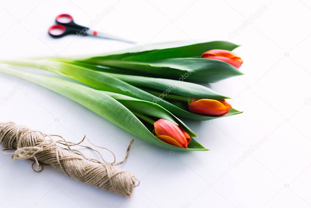 Tulips on a white background with a rope. Isolate.
