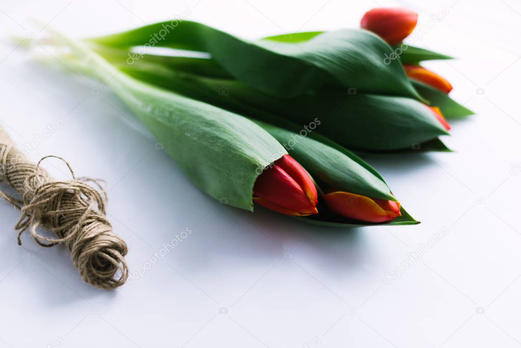 Tulips on a white background with a rope. Isolate.