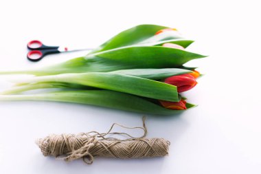 Lale beyaz bir arka planda bir ip ile. İzole.