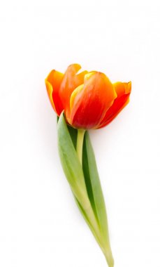 Çiçek açması Lale beyaz zemin üzerinde. İzole, kavramı, Bahar