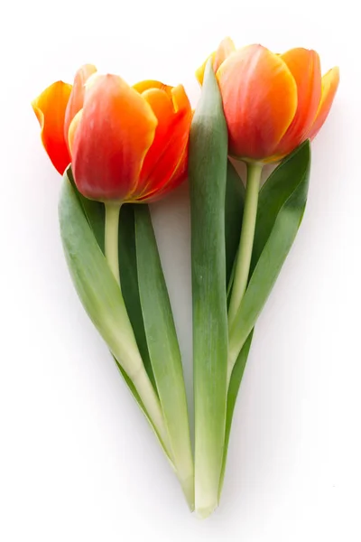 Blossoming tulips on a white background. Isolate, the concept of spring — Stock Photo, Image