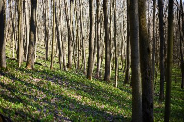 Akşam orman Mart manzara. Seyahat kavramı