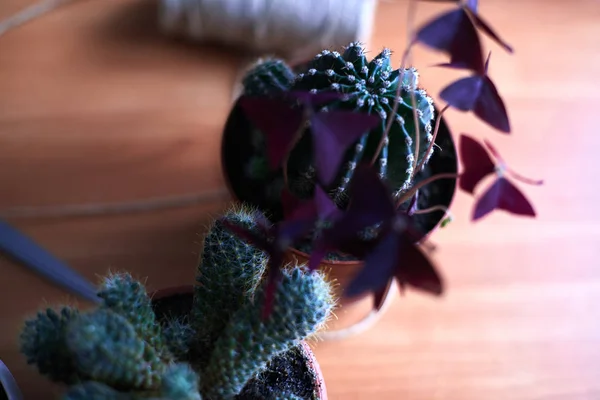 Cactus en macetas sobre una mesa de madera —  Fotos de Stock