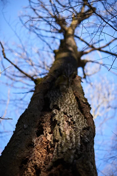 Torra trädstam med suddig bakgrund i skogen — Stockfoto