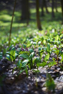 Bahar çiçekleri akşam Mart orman