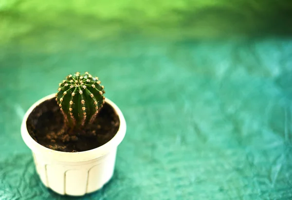 Cactus en macetas sobre fondo verde —  Fotos de Stock