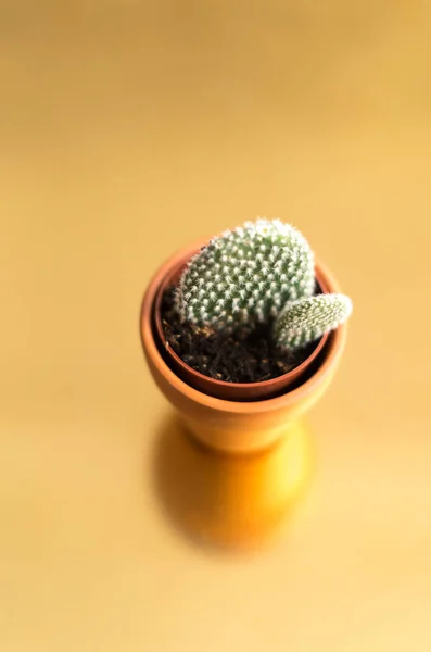 Cactus dans un jambage sur un fond doré — Photo
