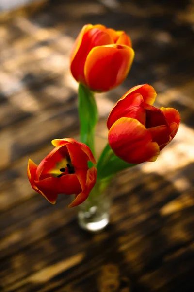 Цветущие красные тюльпаны на деревянном фоне в солнечный день — стоковое фото