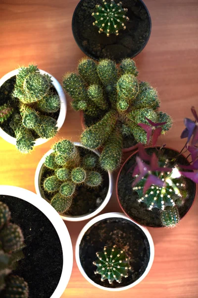 Cactus en macetas sobre una mesa de madera —  Fotos de Stock