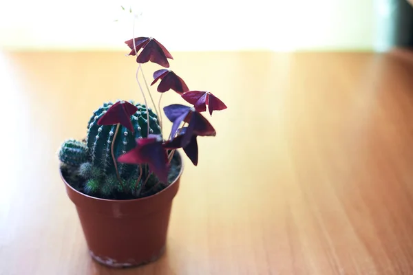 Cactus en macetas sobre una mesa de madera —  Fotos de Stock