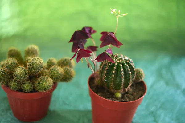 Kaktusy w doniczkach na zielonym tle — Zdjęcie stockowe