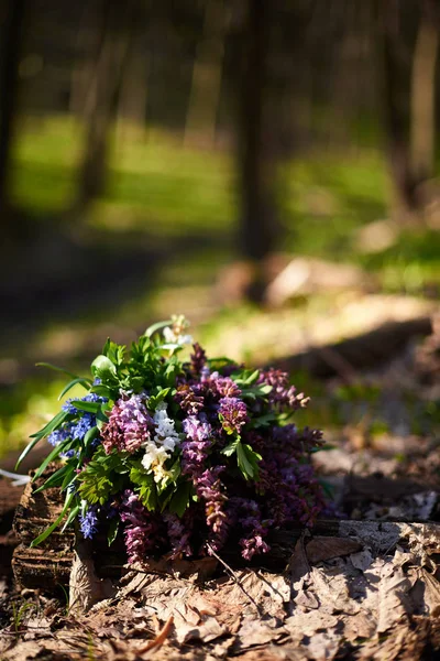 Boeket van bos Primula in het voorjaar avond forest — Stockfoto