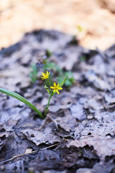 Fleurs de printemps dans la soirée Mars forêt — Photo