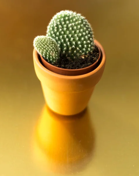 Cactus en una jamba sobre un fondo dorado —  Fotos de Stock