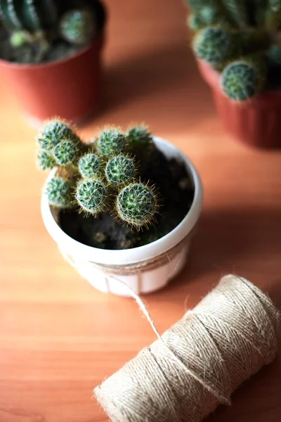 Cacti em potes em uma mesa de madeira — Fotografia de Stock