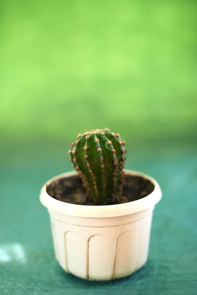Cactus en macetas sobre fondo verde —  Fotos de Stock