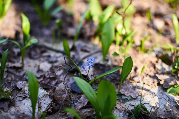 Soirée forêt Mars paysage. Le concept de voyage — Photo