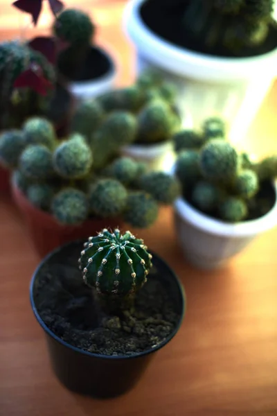 Cacti em potes em uma mesa de madeira — Fotografia de Stock