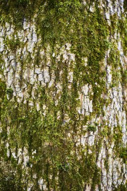 Moss ile bir ağaç gövdesi. Orman doğal doku