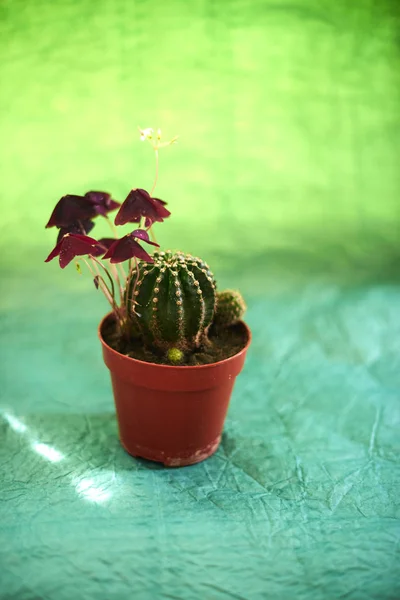 Cactus en macetas sobre fondo verde —  Fotos de Stock