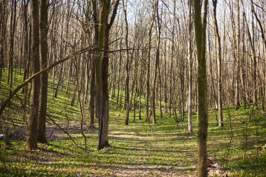Akşam orman Mart manzara. Seyahat kavramı