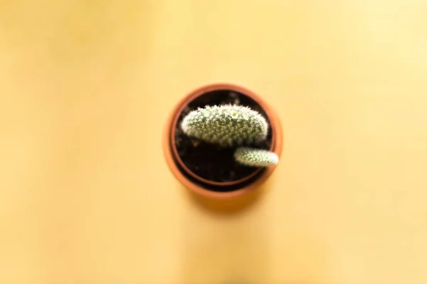 Cactus en una jamba sobre un fondo dorado —  Fotos de Stock