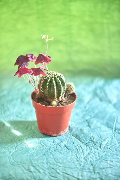 Cactus en pots sur fond vert — Photo