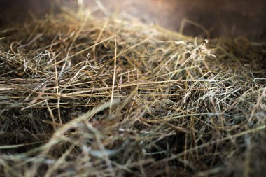 Güneşin eski tavan arasındaki saman